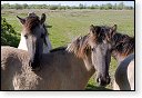 slikken van de heen natuurgebied natuur hdr Konikspaarden Uitkijktoren schotse hooglanders natuurmonumenten wisenten